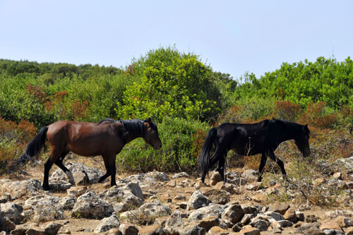 wild horses of the Giara di Gesturi