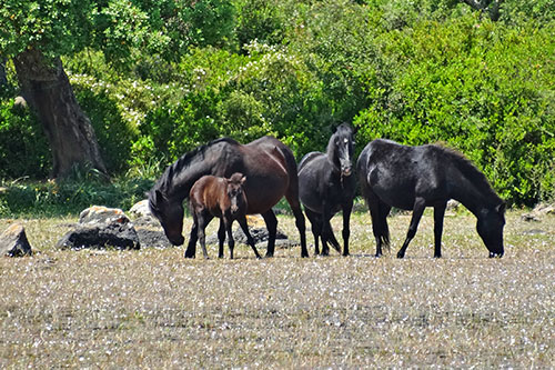 Wildpferde der Giara di Gesturi