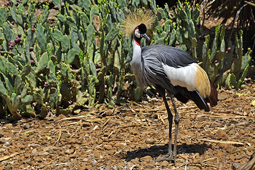 Bird Park