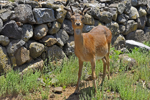 Sardinian Deer